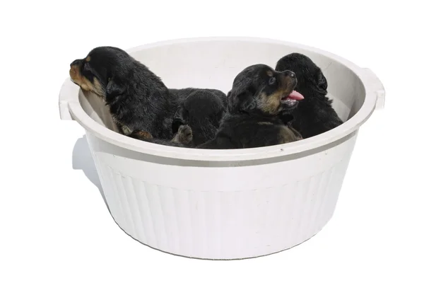 Rottweiler puppies in a bowl — Stock Photo, Image