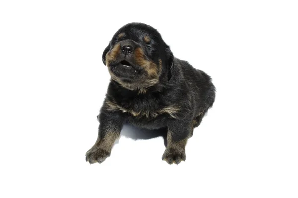 Cachorro rottweiler — Foto de Stock