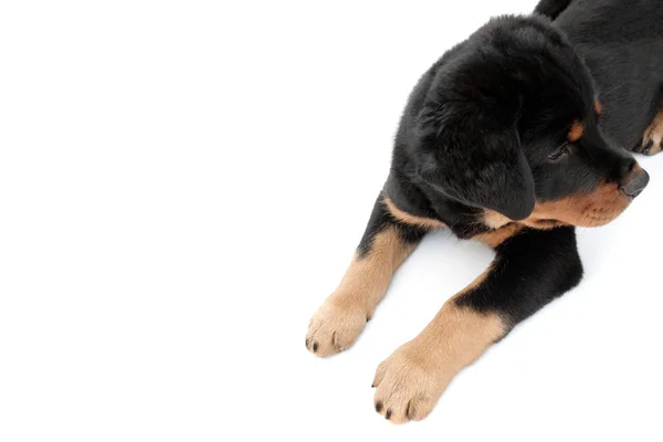 Cachorro rottweiler — Foto de Stock