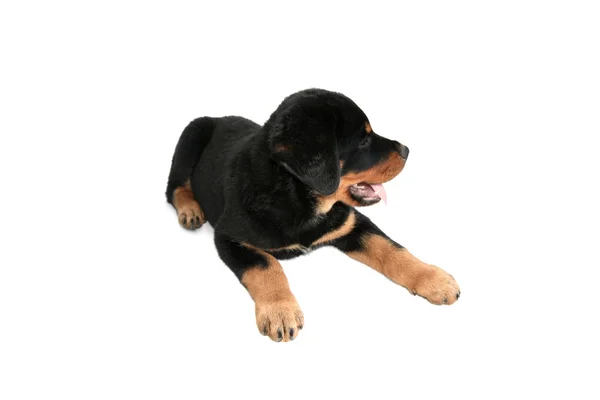 Rottweiler puppy — Stok fotoğraf