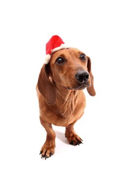 köpek Noel ruhu