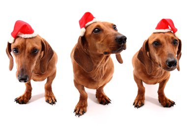 hohoho köpekler