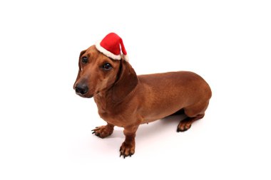 küçük bir Noel köpek