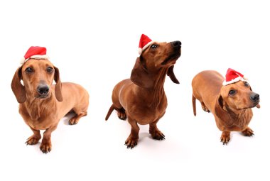 xmas için köpekler