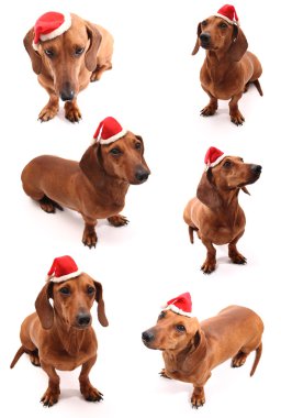 Noel Baba'nın köpek seti
