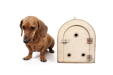 köpek taşıma kafesi