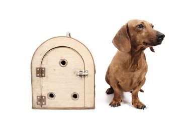 Köpek taşımacılığı