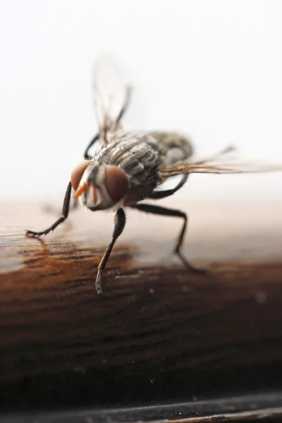 Fly közelről — Stock Fotó