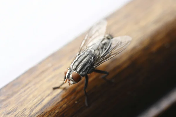 Mosca close-up — Stock Photo, Image