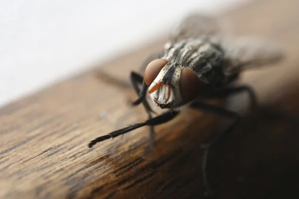 Mosca ninja, Yah!