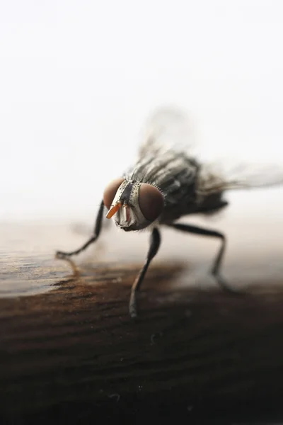 Ugly fly — Stock Photo, Image