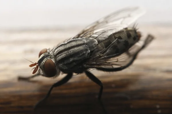 Closeup Fly — Stock Photo, Image