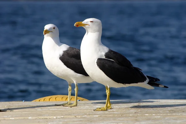 Casal de gaivotas — Fotografia de Stock