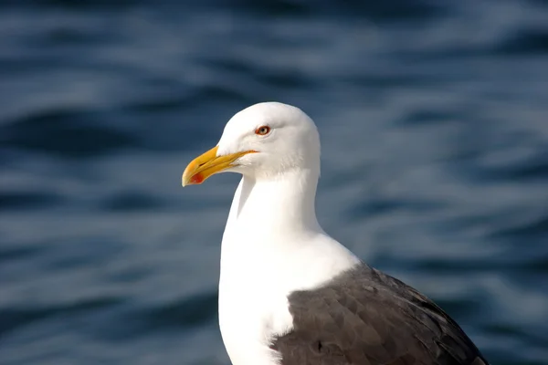 Primer plano de la gaviota — Foto de Stock