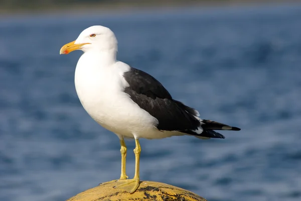 Gaviota con respaldo negro —  Fotos de Stock