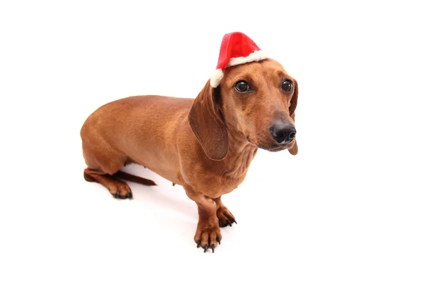 Xmas dog — Stock Photo, Image