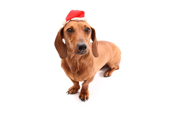 Christmas dog — Stock Photo, Image