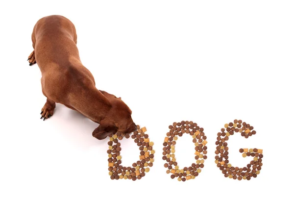 Dog eating — Stock Photo, Image