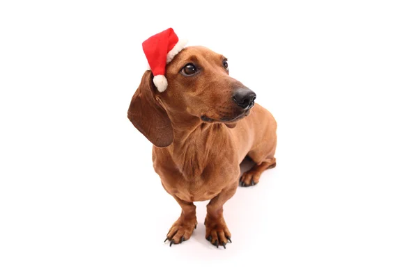 Cão com chapéu de xmas — Fotografia de Stock