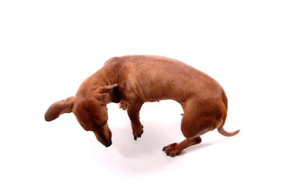 Crazy dog — Stock Photo, Image