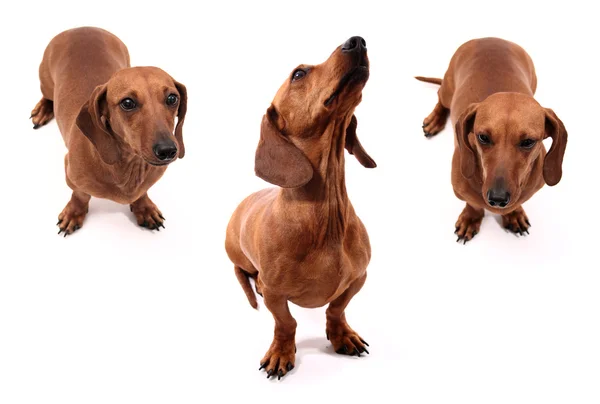 Poses de cão — Fotografia de Stock