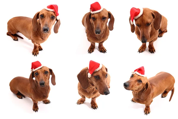 Christmas dog poses — Stock Photo, Image