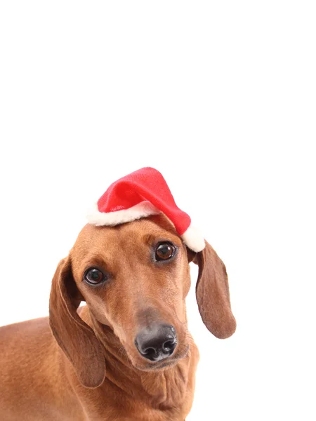 Kerstmis hond gezicht — Stockfoto