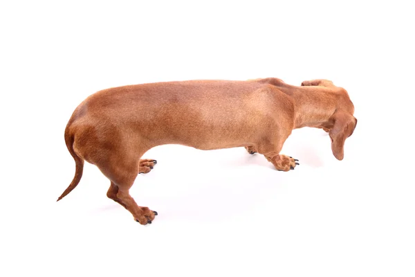 Sniffing the floor — Stock Photo, Image