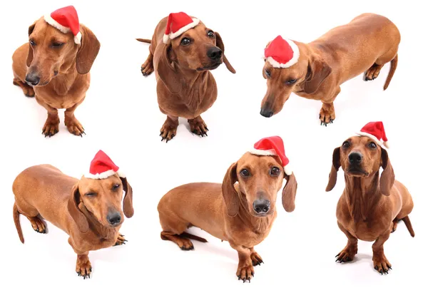 Hohoho hund poser — Stockfoto