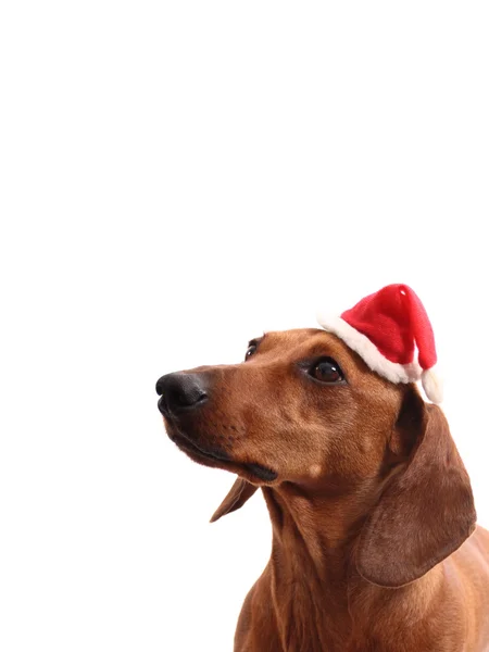 Santa's hond sluiten — Stockfoto