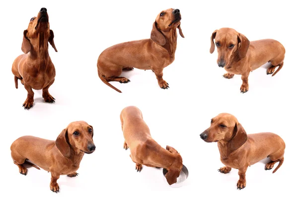 Six sausage dog poses — Stock Photo, Image