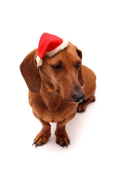 犬のクリスマス — ストック写真