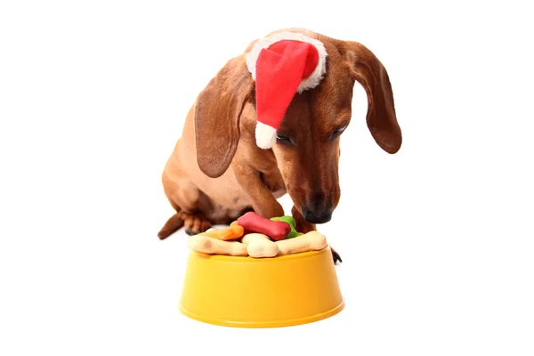 Souper de chien de Noël — Photo