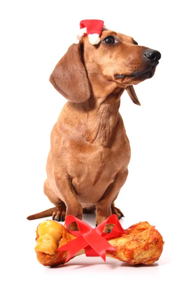 Dachshund perro y su regalo de Navidad — Foto de Stock