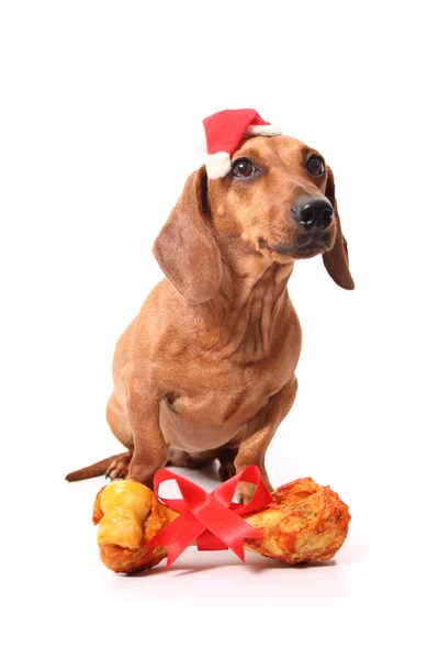 Cane di Natale — Foto Stock