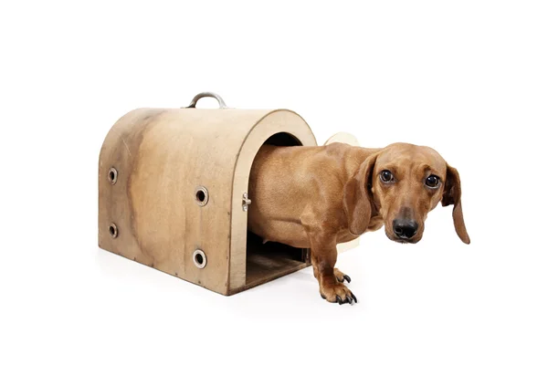 daha büyük bir eve ihtiyacı