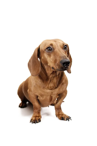 Dachshund — Stock Photo, Image