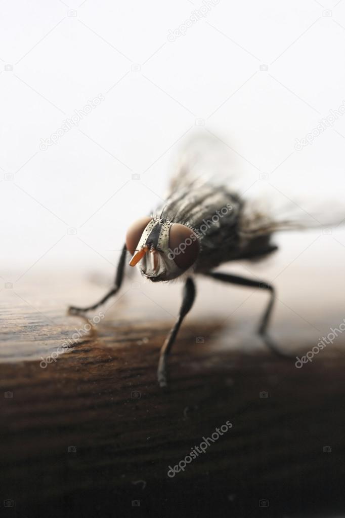 Ugly fly