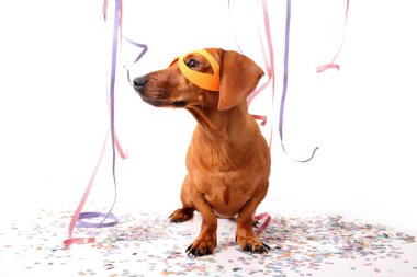 Karnaval ve dachshund