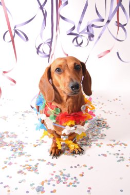 Karnaval dachshund