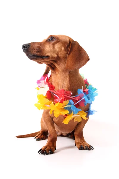 Aloha dachshund — Stok fotoğraf
