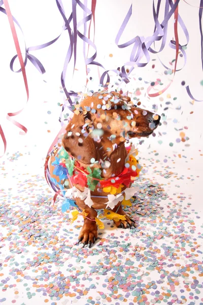 Carnaval y dachshund —  Fotos de Stock