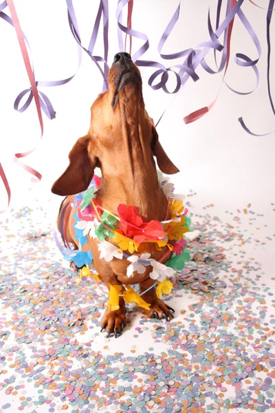 Маленькая собака на вечеринке с стримерами — стоковое фото