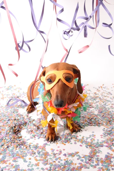 Karnawał party pies — Zdjęcie stockowe
