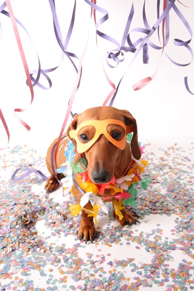 Festa del cane di Carnevale — Foto Stock