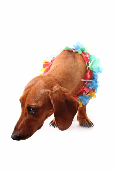 Perro y sin cuello — Foto de Stock