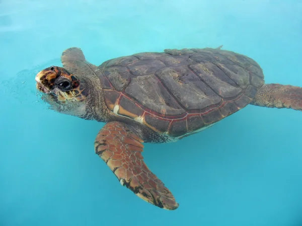 Aquatic turtle — Stock Photo, Image