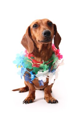 Hawaii köpek poz