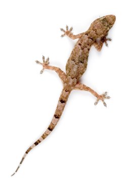 gecko tırmanma