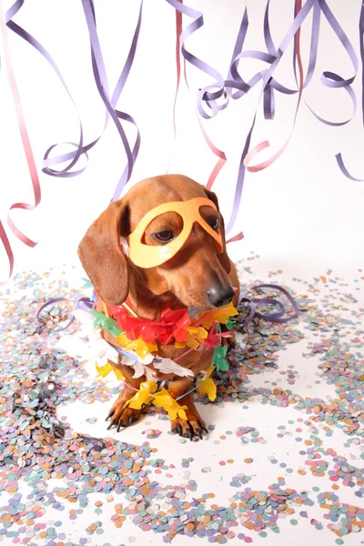 Karneval psí večírek — Stockfoto